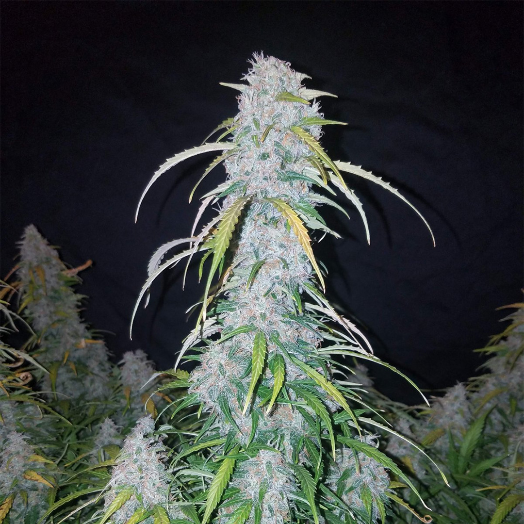 420 Fast Buds Cannabissamen Six Shooters Automatic Pflanze 420 Fast Buds Cannabissamen Six Shooters Automatic Pflanze