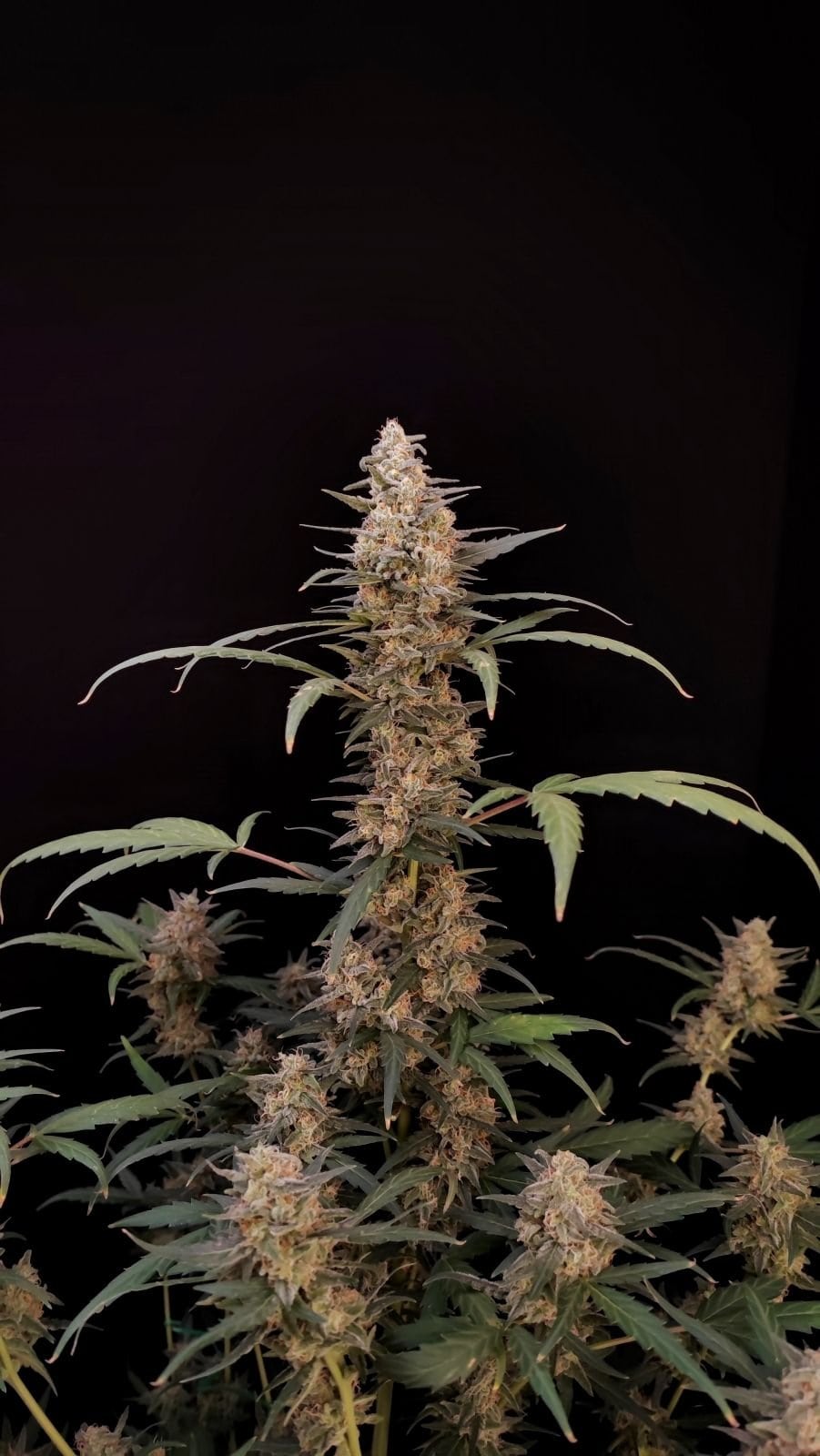 420 Fast Buds Cannabissamen Critical Automatic Pflanze 420 Fast Buds Cannabissamen Critical Automatic Pflanze