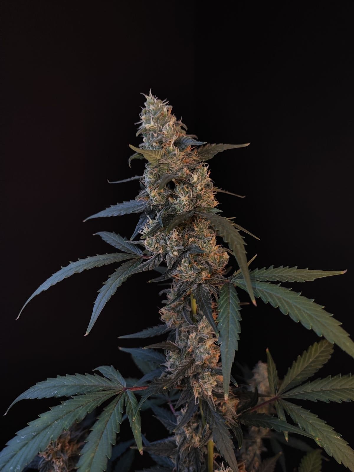 420 Fast Buds Cannabissamen Bubblegum Automatic Pflanze 420 Fast Buds Cannabissamen Bubblegum Automatic Pflanze