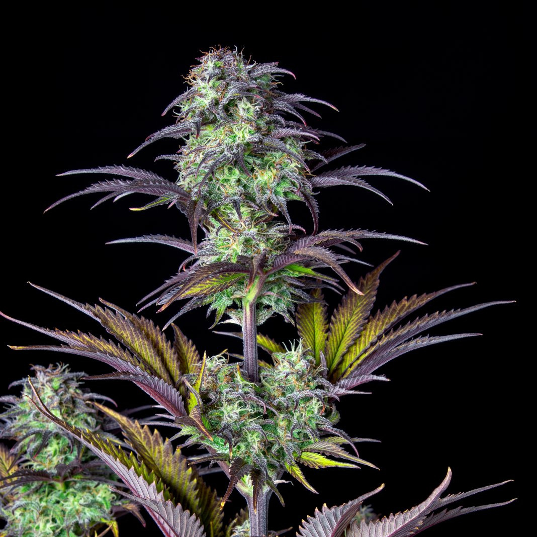 420 Fast Buds Cannabissamen Blueberry Automatic Pflanze 420 Fast Buds Cannabissamen Blueberry Automatic Pflanze