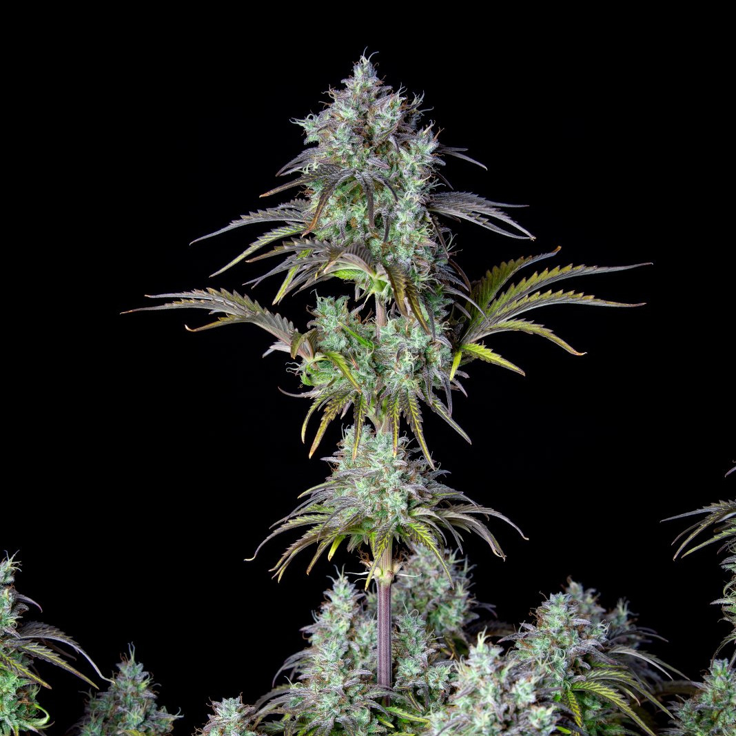 420 Fast Buds Cannabissamen Big Bud Automatic Pflanze