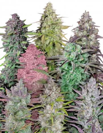420 Fast Buds Cannabissamen Mix Pack Automatic