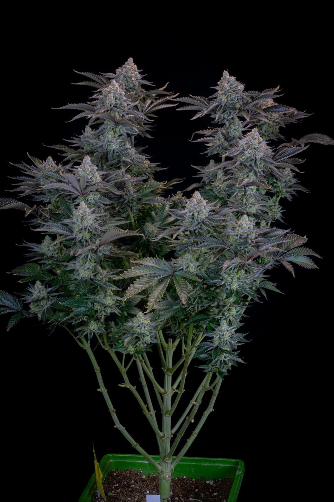 420 Fast Buds Cannabissamen Gorilla Cookies Fast Flowering Pflanze