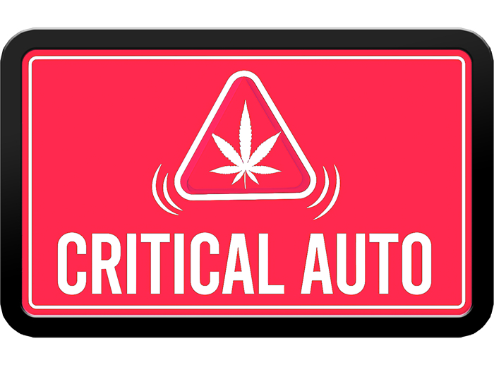 420 Fast Buds Cannabissamen Critical Automatic