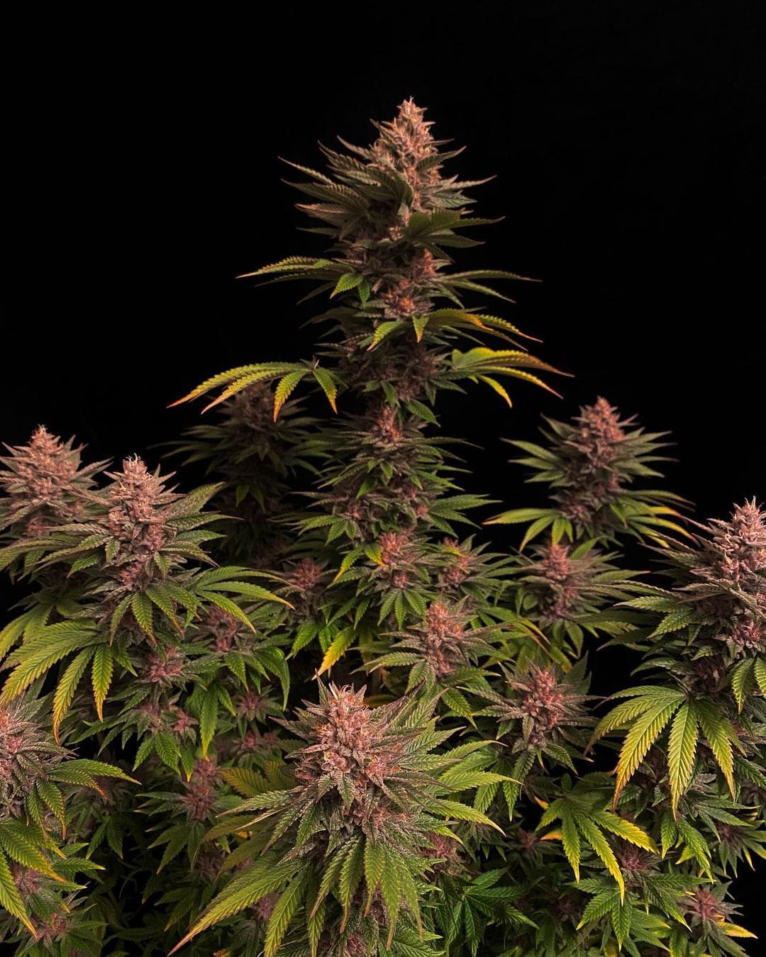 420 Fast Buds Cannabissamen Purple Lemonade Fast Flowering Pflanze