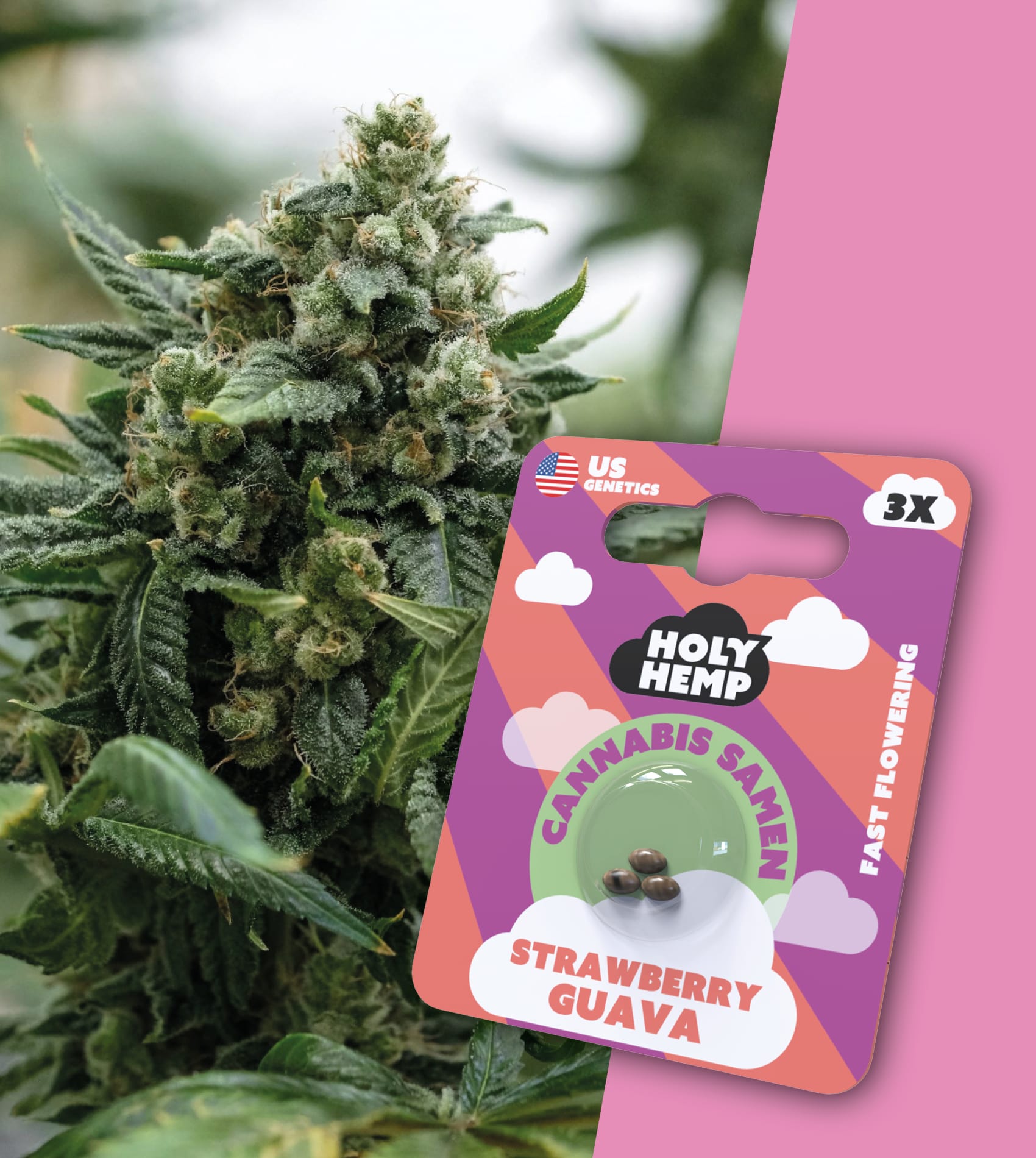 Holy Hemp Cannabissamen Strawberry Guava