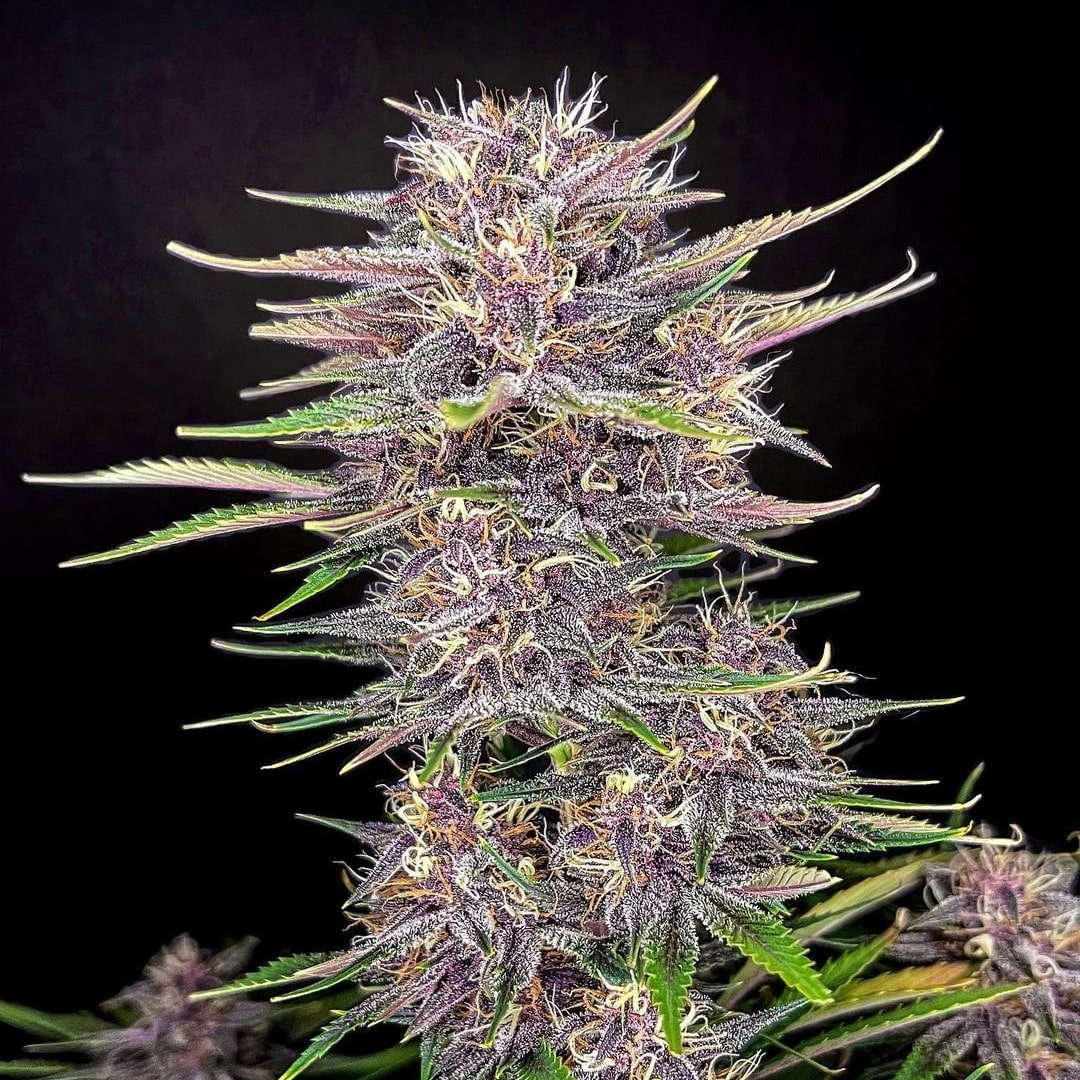 420 Fast Buds Cannabissamen Banana Purple Punch Automatic Pflanze 420 Fast Buds Cannabissamen Banana Purple Punch Automatic Pflanze