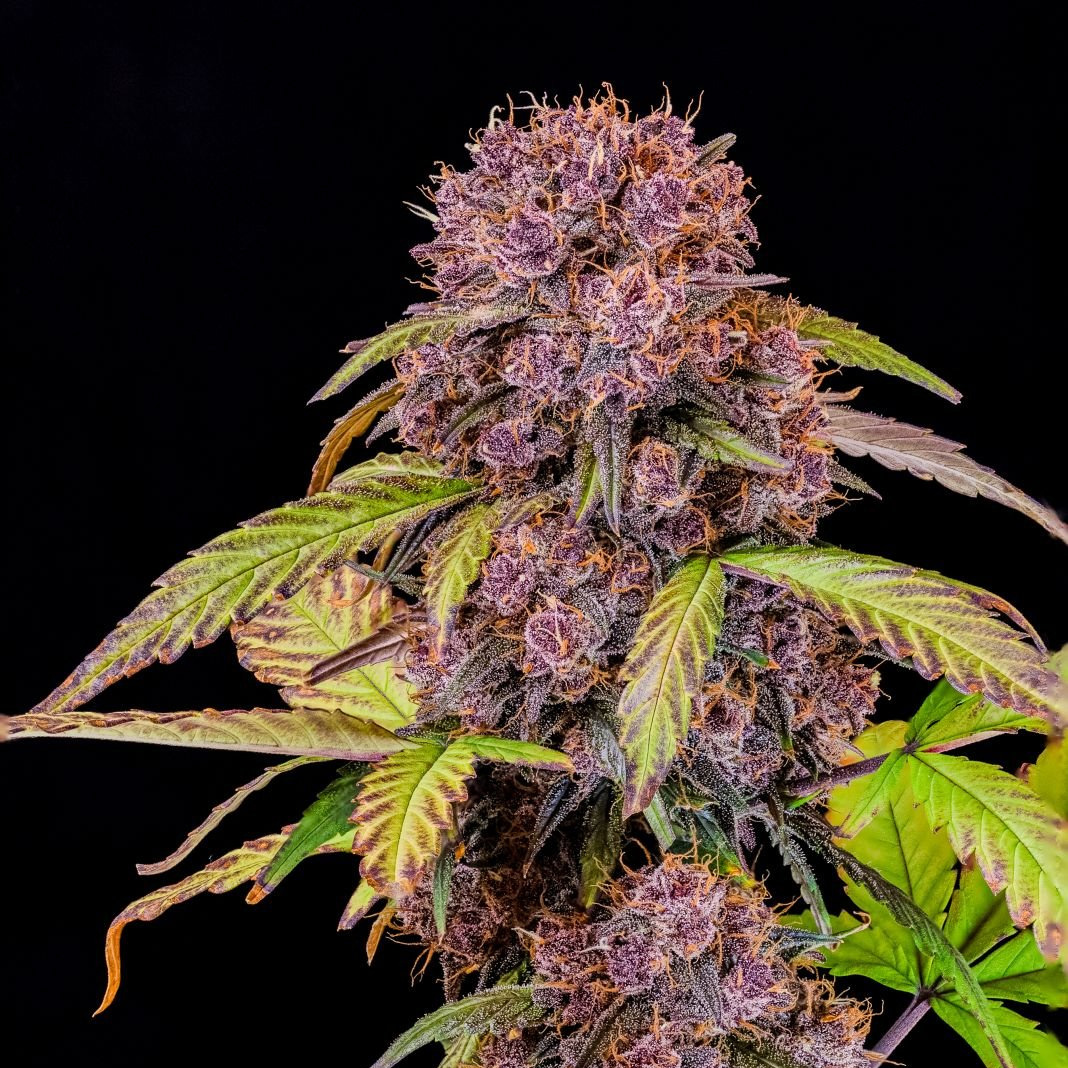 420 Fast Buds Cannabissamen Lemon Cherry Cookies Automatic Pflanze