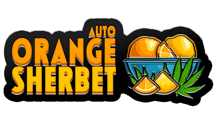 420 Fast Buds Cannabissamen Orange Sherbert Automatic 420 Fast Buds Cannabissamen Orange Sherbert Automatic