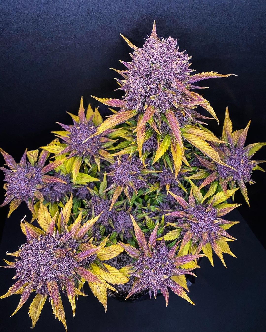 420 Fast Buds Purple Lemonade Auto 420 Fast Buds Purple Lemonade Auto
