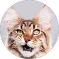 user_profile