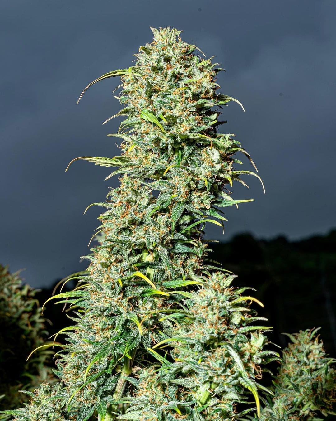 420 Fast Buds Cannabissamen Lemon AK Auto 420 Fast Buds Cannabissamen Lemon AK Auto