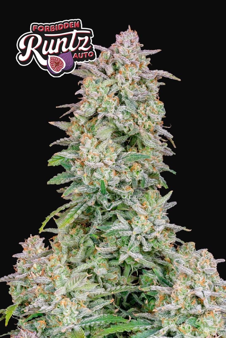 420 Fast Buds Cannabissamen Forbidden Runtz Automatic Pflanze 420 Fast Buds Cannabissamen Forbidden Runtz Automatic Pflanze