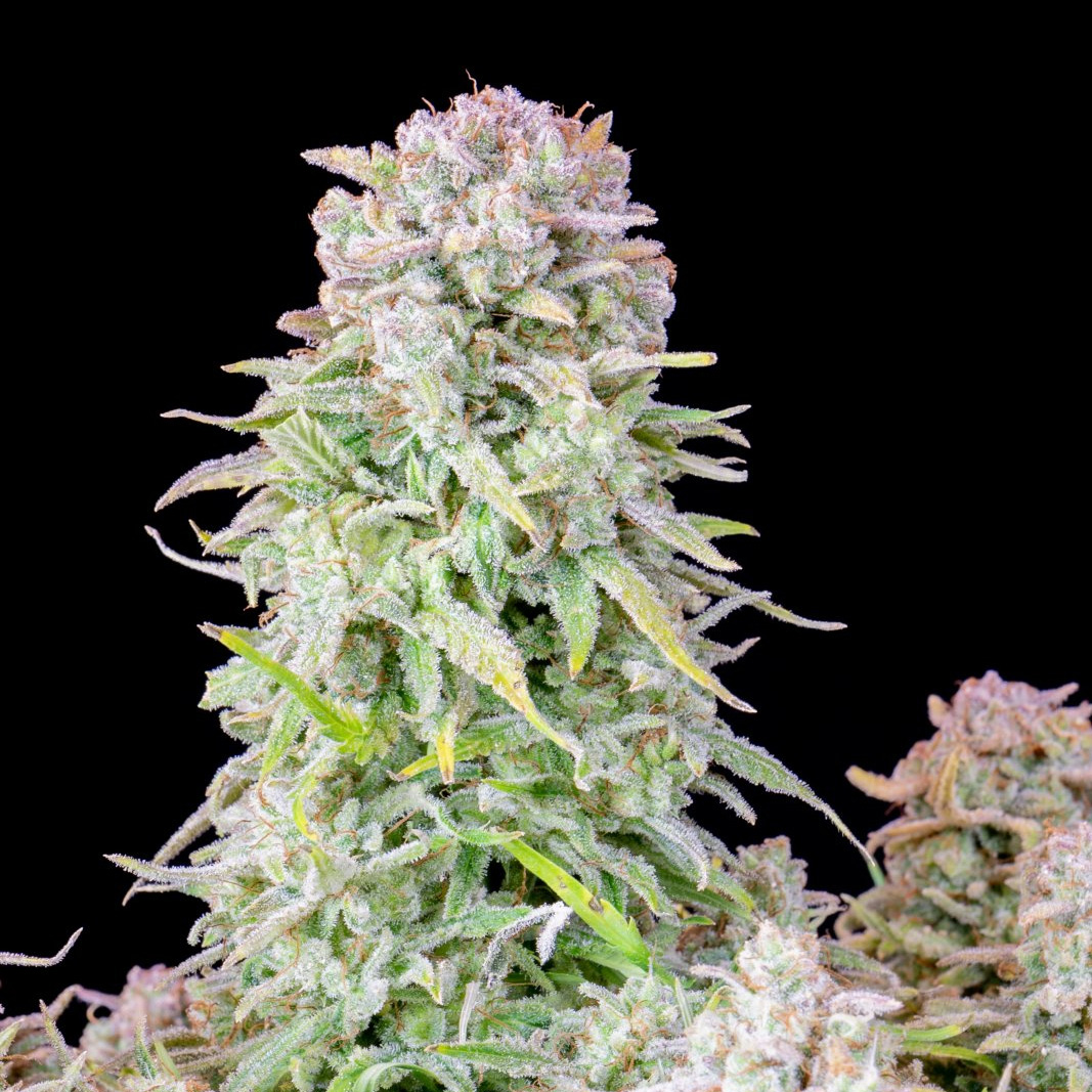 420 Fast Buds Cannabissamen Afghan Kush Automatic Pflanze 420 Fast Buds Cannabissamen Afghan Kush Automatic Pflanze