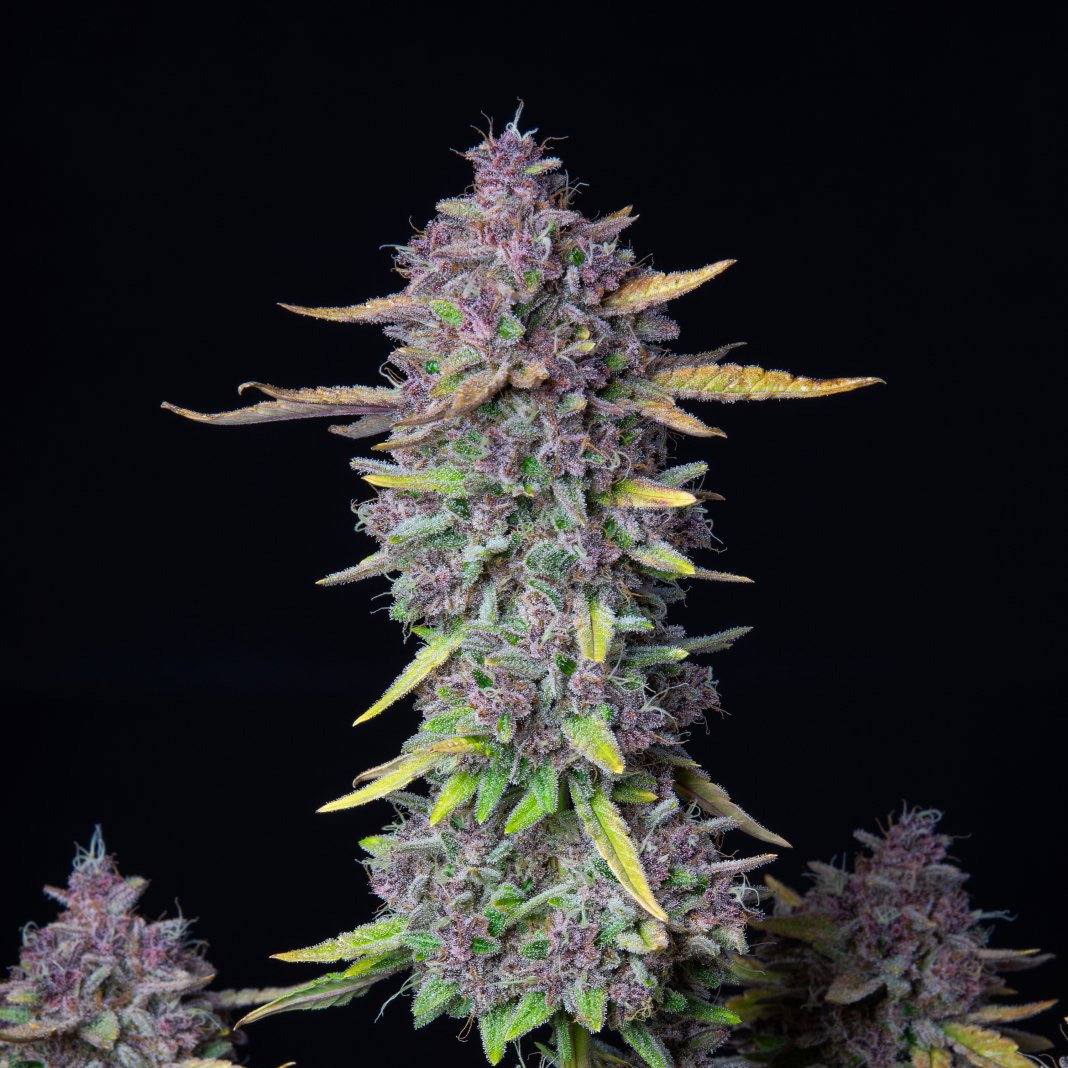 420 Fast Buds Cannabissamen Purple Punch Automatic Pflanze 420 Fast Buds Cannabissamen Purple Punch Automatic Pflanze
