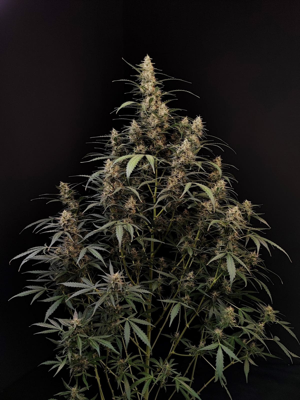 420 Fast Buds Cannabissamen Amnesia Haze Automatic Pflanze