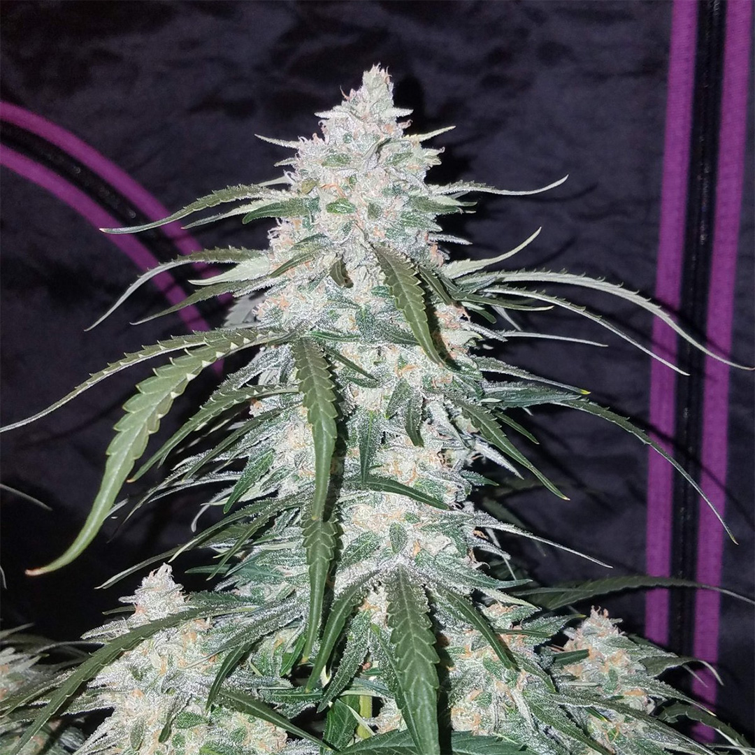 420 Fast Buds Cannabissamen Pineapple Express Automatic Pflanze