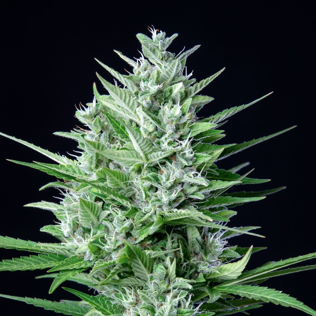 420 Fast Buds Cannabissamen Original White Widow Automatic Pflanze