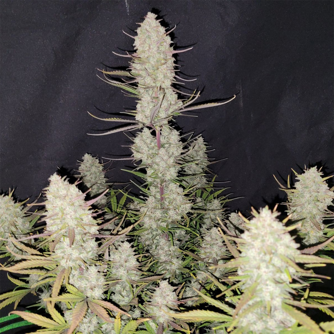 420 Fast Buds Cannabissamen Tropicana Cookies Automatic Pflanze