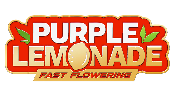 420 Fast Buds Cannabissamen Purple Lemonade Fast Flowering