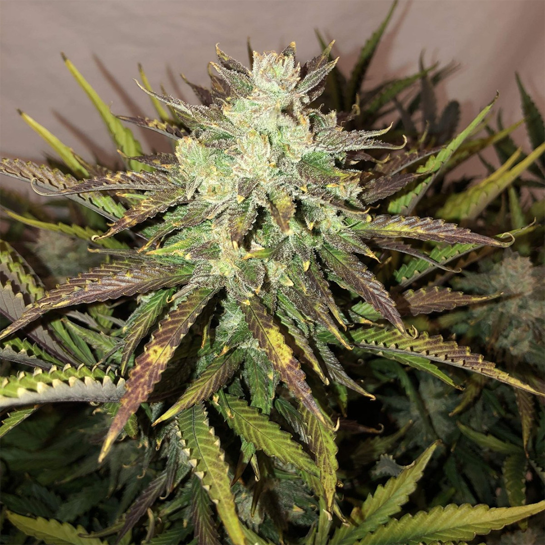 420 Fast Buds Gorilla Automatic Pflanze 420 Fast Buds Gorilla Automatic Pflanze